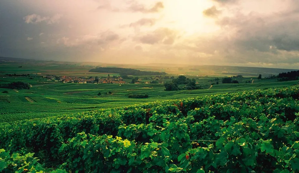 New Mags Champagne Wine Of Kings And the King of Wines- Mad & Vin|Coffee Table Books