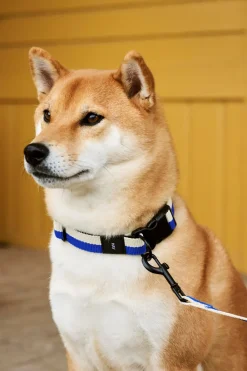 HAY Dog Flat Hundehalsbånd,- Udstyr Til Kæledyr