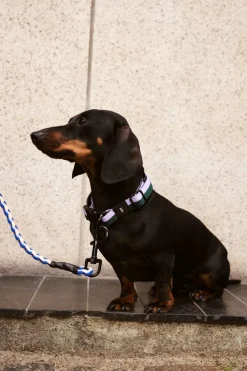 Discount Dog Flat Hundehalsbånd, Udstyr Til Kæledyr