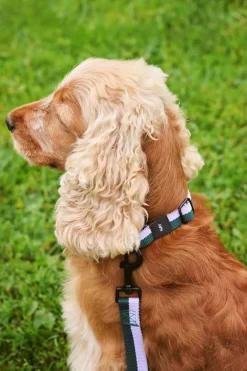 Discount Dog Flat Hundehalsbånd, Udstyr Til Kæledyr