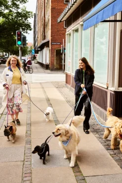 Discount Dog Flat Hundehalsbånd, Udstyr Til Kæledyr