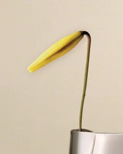 Georg Jensen Lituus Vase,- Vaser & Urtepotteskjulere