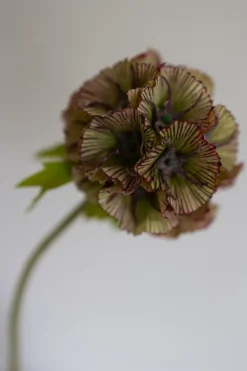 Online Scabiosa Kunstig Blomst, Kunstige Blomster